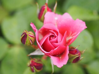 ライラック色のバラ　あおい