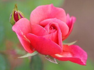 ライラック色のバラ　あおい