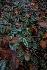 A close up of a plant with leaves that are brown and green