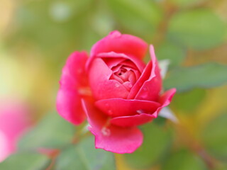 ライラック色のバラ　あおい