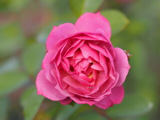 ライラック色のバラ　あおい