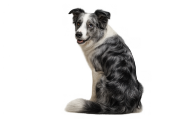 Border collie dog with blue merle coat sitting, turning to look back at viewer, a loyal and intelligent companion