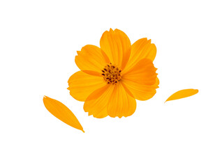 Beautiful orange cosmos flower falling in the air isolated on white background. Levitation or zero gravity flowers conception. Creative floral layout 