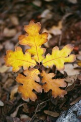 Autumn Leaves on 35mm Film
