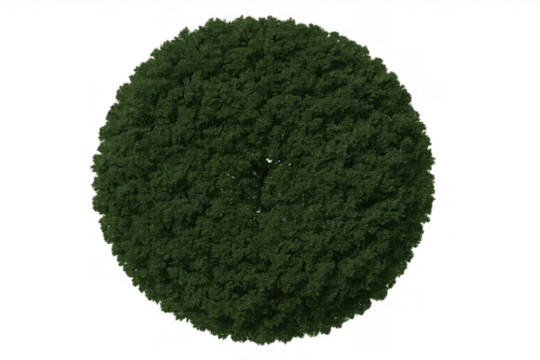 Green tree foliage from a top view, offering a natural element for design with a transparent background