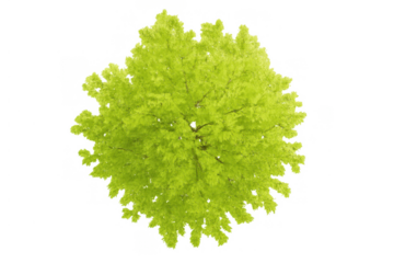 Green tree top view presenting fresh foliage, a vivid deciduous plant cutout with transparent background