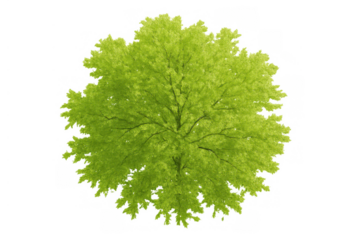 Tree with green leaves and branches seen from above, ideal for landscape design, maps, or 2d rendering