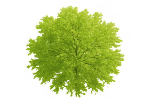 Tree with green leaves and branches seen from above, ideal for landscape design, maps, or 2d rendering