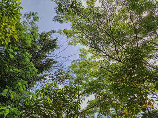 Fototapeta premium Green Tree Canopy with Blue Sky Background