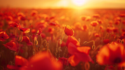 Vibrant field of bright red poppies bathed in the warm, golden glow of a setting or rising sun, creating a beautiful, ethereal landscape
