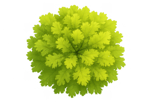 Green plant foliage top view isolated, creating natural garden or landscape design element on transparent background - Powered by Adobe