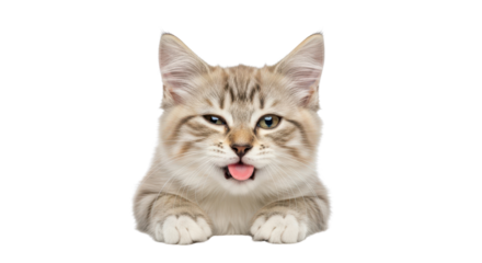 Cute Siberian Kitten Sticking Tongue Out, Funny Face, Looking Over Edge isolated PNG with Transparent Background