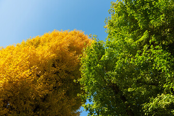 紅葉の季節、黄色と緑色の銀杏の木