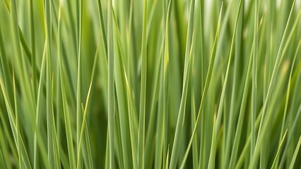 Naklejka premium ryegrass. Slender ryegrass blade textures in various green shades, minimalist botanical composition. gardening catalogs, home-decor guides, designed for home decor and floral branding.