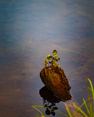 a very small tree in water