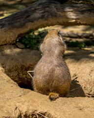 prairie dog in zoo
