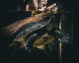 tortoise in the water 