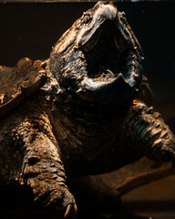 giant galapagos tortoise