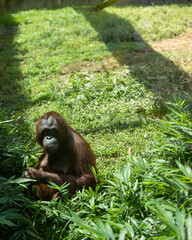 chimp in grass