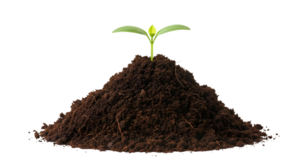 Small plant growing from soil isolated on transparent background
