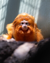 golden monkey in a tree