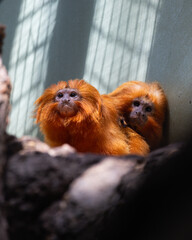 golden monkey in a tree