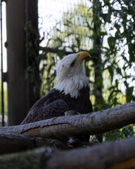 american bald eagle