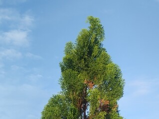 Obraz premium A close-up view of a lush evergreen tree reaching toward a bright, clear blue sky. The sunlight highlights the rich green foliage with subtle brown accents, creating a natural and serene outdoor scene