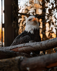 portrait of a bald eagle