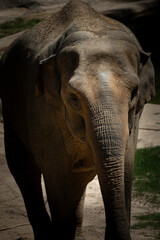 elephant in zoo