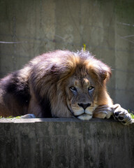 lion in the zoo