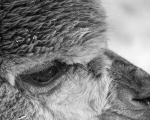 close up on animal eye