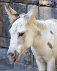 close up on animal eye