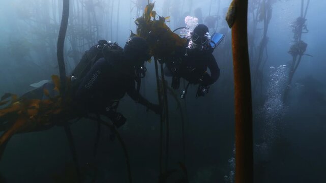Divers explore the vibrant underwater life of a kelp forest in South Africa, observing marine animals and colorful fish as sunlight filters through towering kelp in this captivating dive site.