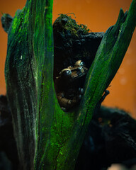 A frog hiding in a tree 