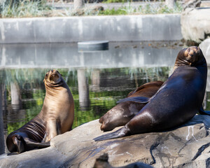 a seal resting on a rock