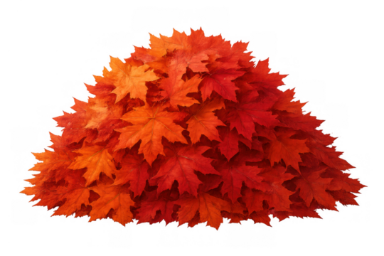 Large pile of colorful fall maple leaves in warm red, orange, and yellow hues, representing autumn seasonality. Transparent background