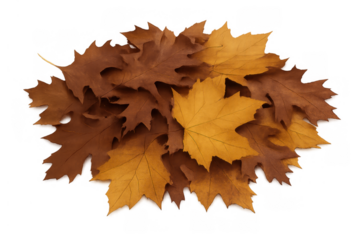 Autumn leaves pile with brown oak and yellow maple leaves creating a fall season display, transparent background