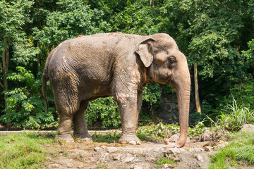 Asian elephant standing on grassy ground near jungle trees on a bright day in a natural outdoor environment