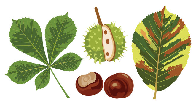 An illustration showcasing the various elements of a horse chestnut tree, including its palmate leaf, spiky green fruit, two brown nuts, and a variegated leaf.