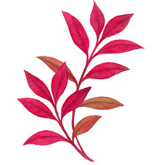 Fototapeta premium Watercolor Illustration of Alternanthera Reineckii Pair