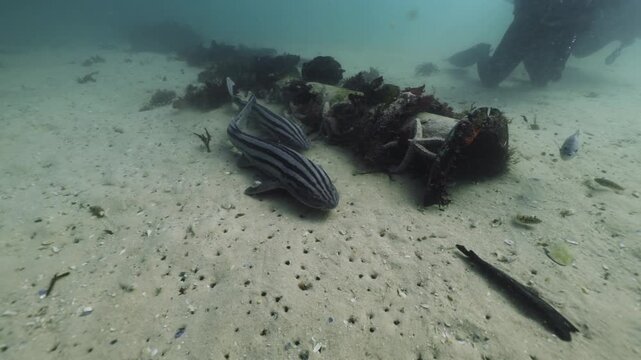 Divers gently touch a curious catshark while observing a small group gliding through the lush kelp forest, studying their calm behavior as filtered light reveals the sharks smooth, patterned bodies.