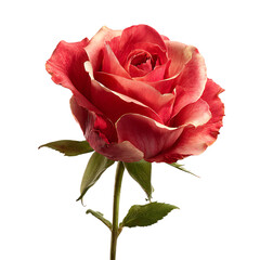 Elegant Red Rose Blossom on Black Backdrop a Symbol of Love and Romance Perfect for Valentines Day