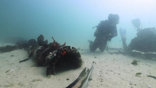 Divers gently touch a curious catshark while observing a small group gliding through the lush kelp forest, studying their calm behavior as filtered light reveals the sharks smooth, patterned bodies.