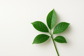 Hevea brasiliensis rubber leaf branch with shiny droplets emerging from corner on white background tropical foliage detail image for latex agriculture eco branding and nature design