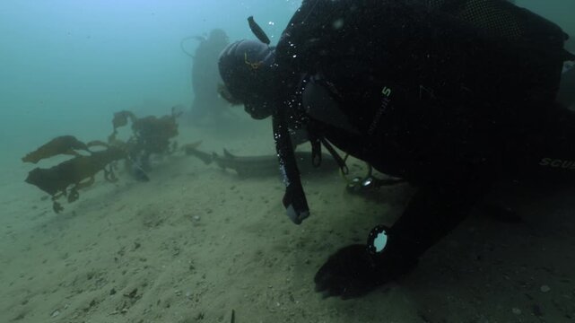 Divers gently touch a curious catshark while observing a small group gliding through the lush kelp forest, studying their calm behavior as filtered light reveals the sharks smooth, patterned bodies.