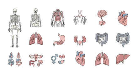 Comprehensive collection of human anatomy icons, showcasing various internal organs, skeletal structure, and muscular systems in a detailed vector illustration