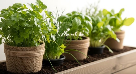 Different aromatic potted herbs near the window indoors, close-up. Space for text