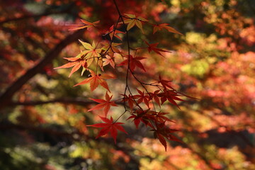 山科聖天の紅葉