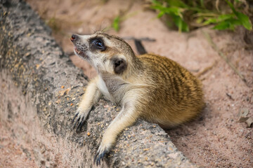 Curious meerkat lying on a log and looking up while resting in a sandy enclosure with natural surroundings
